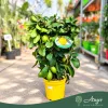 Citrus limon 'Danila' - Citrom - fal  - 22 cm-es cserépben