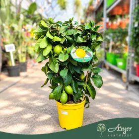   Citrus limon 'Danila' - Citrom - fal  - 22 cm-es cserépben
