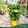 Citrus limon 'Danila' - Citrom - fal  - 22 cm-es cserépben