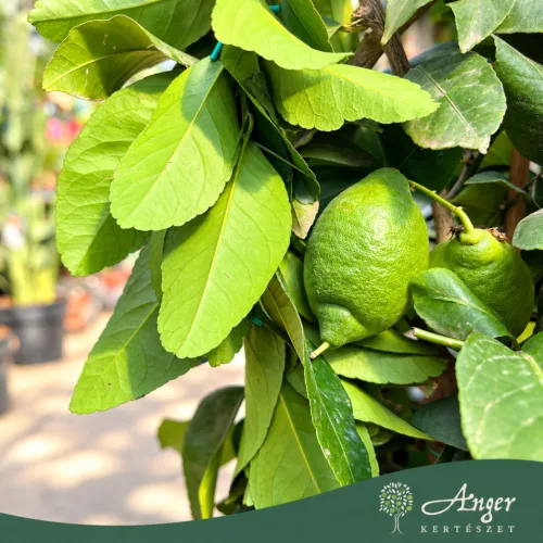 Citrus limon 'Danila' - Citrom - fal  - 22 cm-es cserépben