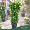 Citrus limon 'Lunario' - Citrom - fal  - 33 cm-es cserépben