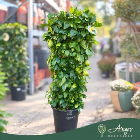  Citrus limon 'Lunario' - Citrom - fal  - 33 cm-es cserépben
