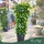 Citrus limon 'Lunario' - Citrom - fal  - 33 cm-es cserépben