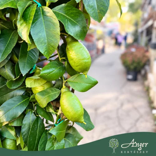 Citrus limon 'Lunario' - Citrom - fal  - 33 cm-es cserépben