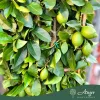 Citrus limon 'Lunario' - Citrom - fal  - 33 cm-es cserépben