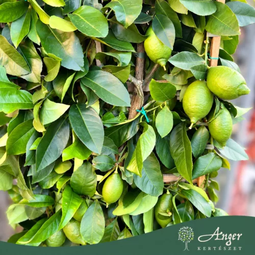 Citrus limon 'Lunario' - Citrom - fal  - 33 cm-es cserépben