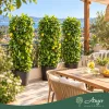 Citrus limon 'Lunario' - Citrom - fal  - 33 cm-es cserépben