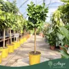 Citrus limon × C. paradisi (Lipo) -Császárcitrom - törzses - 26 cm-es cserépben