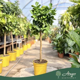   Citrus limon × C. paradisi (Lipo) -Császárcitrom - törzses - 26 cm-es cserépben