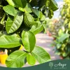 Citrus limon × C. paradisi (Lipo) -Császárcitrom - törzses - 26 cm-es cserépben