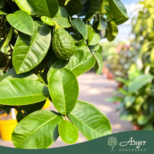 Citrus limon × C. paradisi (Lipo) -Császárcitrom - törzses - 26 cm-es cserépben