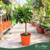 Citrus reticulata - Mandarin - mini törzses - 22 cm-es cserépben