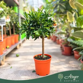   Citrus reticulata - Mandarin - mini törzses - 22 cm-es cserépben