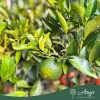 Citrus reticulata - Mandarin - mini törzses - 22 cm-es cserépben