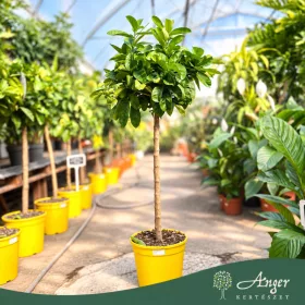   Citrus medica var. sarcodactylis - Buddha keze - törzses - 26 cm-es cserépben