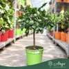 Citrus hystrix - Kaffir lime - mini törzses - 22 cm-es cserépben