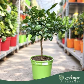   Citrus hystrix - Kaffir lime - mini törzses - 22 cm-es cserépben