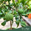 Citrus hystrix - Kaffir lime - mini törzses - 22 cm-es cserépben
