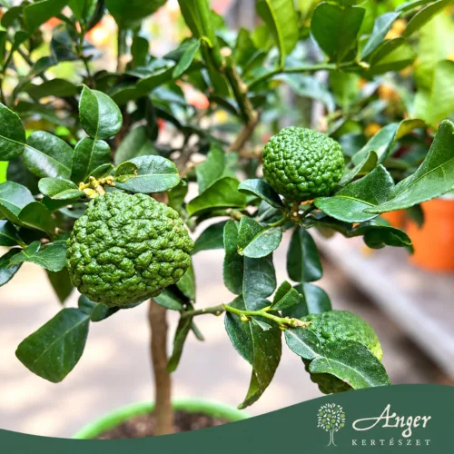 Citrus hystrix - Kaffir lime - mini törzses - 22 cm-es cserépben