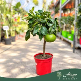   Citrus grandis - Pomeló - mini törzses - 22 cm-es cserépben