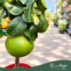Citrus grandis - Pomeló - mini törzses - 22 cm-es cserépben
