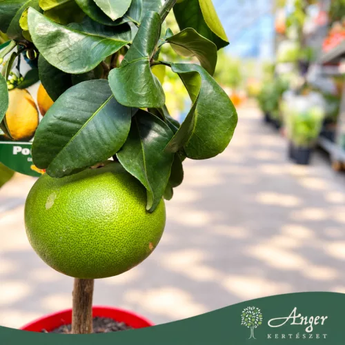 Citrus grandis - Pomeló - mini törzses - 22 cm-es cserépben