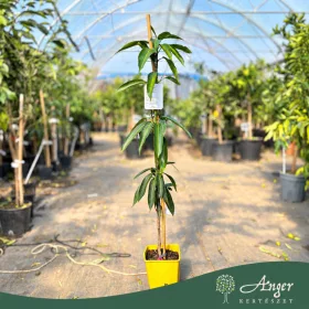   Mangifera indica 'Maya' - Mangó - 15×15×20 cm-es cserépben