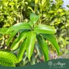 Mangifera indica 'Maya' - Mangó - 15×15×20 cm-es cserépben