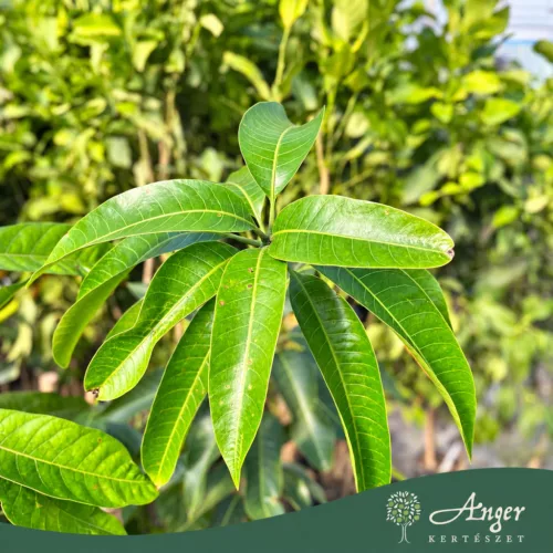 Mangifera indica 'Maya' - Mangó - 15×15×20 cm-es cserépben