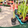 Hippeastrum (Mix) - Amarillisz - vegyes - 12 cm-es cserépben