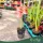 Hippeastrum (Mix) - Amarillisz - vegyes - 12 cm-es cserépben