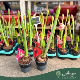  Hippeastrum 'Exclusive' (Mix) - Amarillisz - vegyes - 12 cm-es cserépben