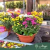 Chrysanthemum 'Elixer' - Krizantém - 23 cm-es cserépben