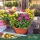 Chrysanthemum 'Elixer' - Krizantém - 23 cm-es cserépben
