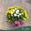 Chrysanthemum 'Elixer' - Krizantém - 23 cm-es cserépben
