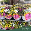 Chrysanthemum 'Elixer' - Krizantém - 23 cm-es cserépben
