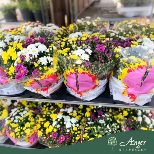 Chrysanthemum 'Elixer' - Krizantém - 23 cm-es cserépben