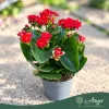 Kalanchoe 'Feliz' - Korallvirág - kétszínű - 12 cm-es cserépben