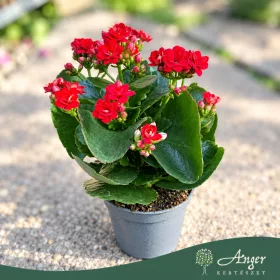   Kalanchoe 'Feliz' - Korallvirág - kétszínű - 12 cm-es cserépben