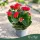 Kalanchoe 'Feliz' - Korallvirág - kétszínű - 12 cm-es cserépben