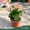 Kalanchoe 'Feliz' - Korallvirág - kétszínű - 12 cm-es cserépben