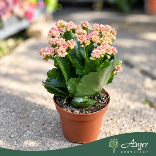 Kalanchoe 'Feliz' - Korallvirág - kétszínű - 12 cm-es cserépben