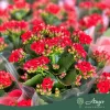 Kalanchoe 'Feliz' - Korallvirág - kétszínű - 12 cm-es cserépben
