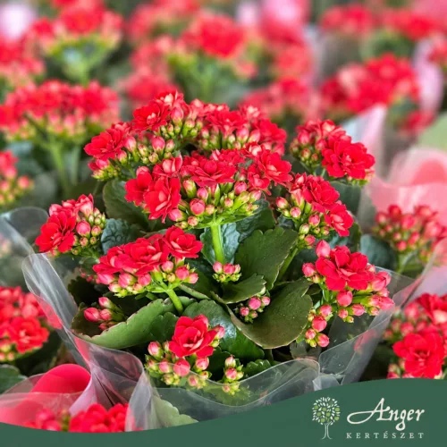 Kalanchoe 'Feliz' - Korallvirág - kétszínű - 12 cm-es cserépben
