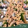 Kalanchoe 'Feliz' - Korallvirág - kétszínű - 12 cm-es cserépben