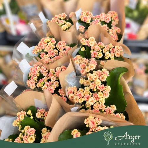 Kalanchoe 'Feliz' - Korallvirág - kétszínű - 12 cm-es cserépben