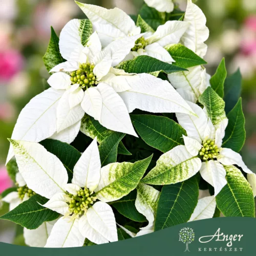 Euphorbia pulcherrima 'Princettia' - Mikulásvirág - vegyes - 12 cm-es cserépben