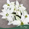 Euphorbia pulcherrima 'Princettia' - Mikulásvirág - vegyes - 12 cm-es cserépben