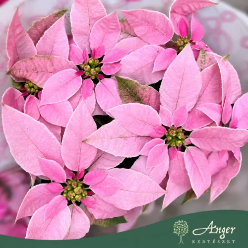 Euphorbia pulcherrima 'Princettia' - Mikulásvirág - vegyes - 12 cm-es cserépben
