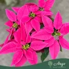 Euphorbia pulcherrima 'Princettia' - Mikulásvirág - vegyes - 12 cm-es cserépben